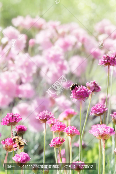 夏天的花園