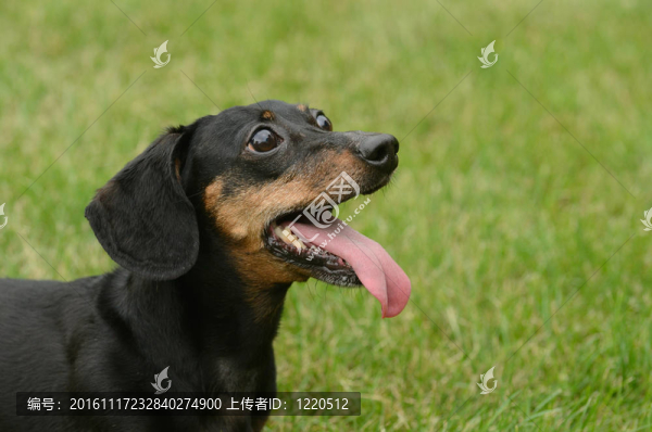 黑色和棕褐色短毛臘腸