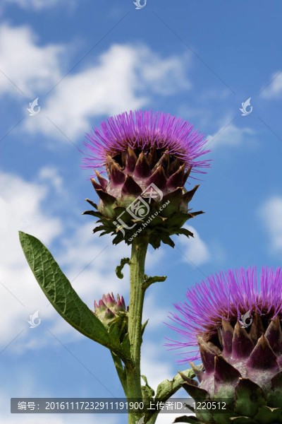 薊