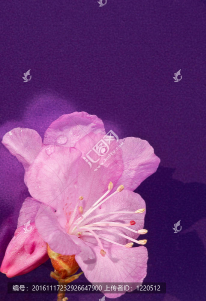 紫色的杜鵑花