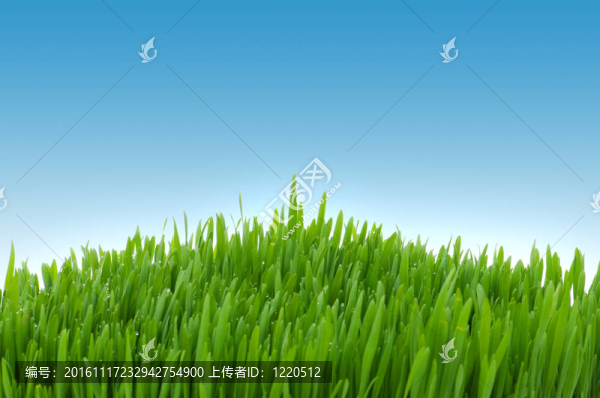 綠色草對(duì)藍(lán)天