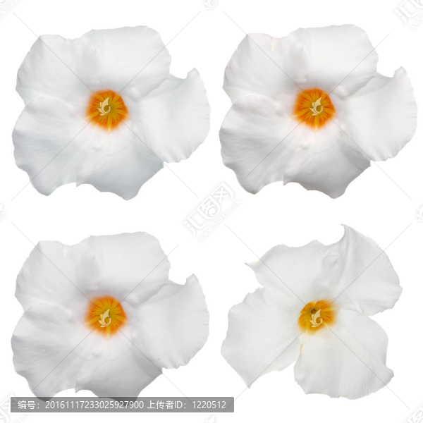 白色開(kāi)花Mandevilla