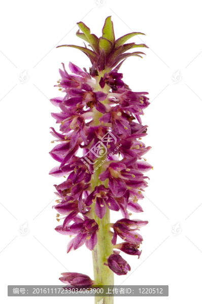 eucomis花卉