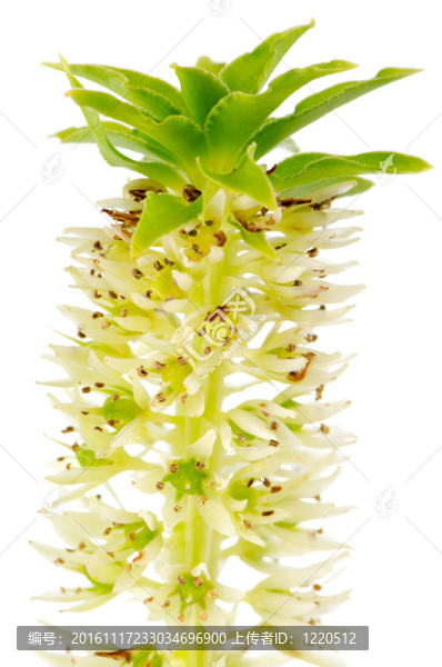 eucomis花卉-匯圖網(wǎng) www.fosd68.com eucomis花卉