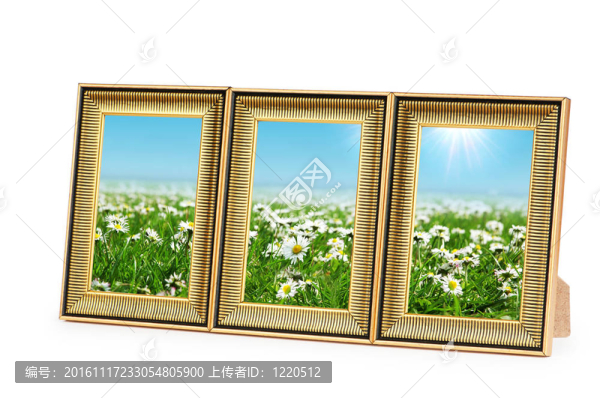 菊花在白色的畫(huà)框上