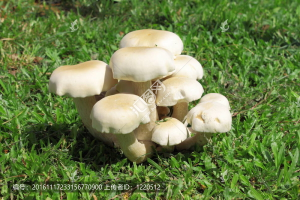 綠色草坪上的灰色蘑菇，他們可以吃