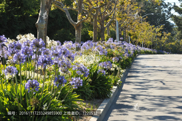 大道中位數(shù)有花和樹木