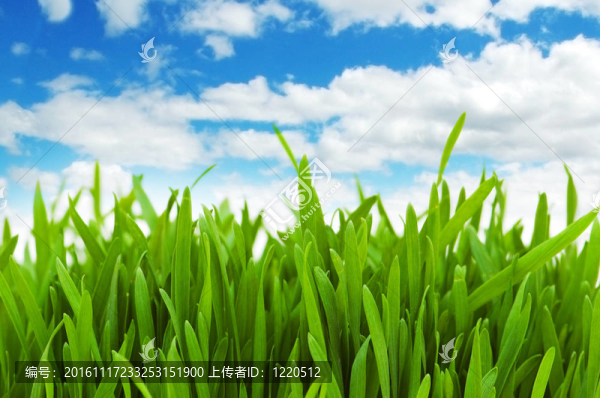 綠色草對(duì)藍(lán)天