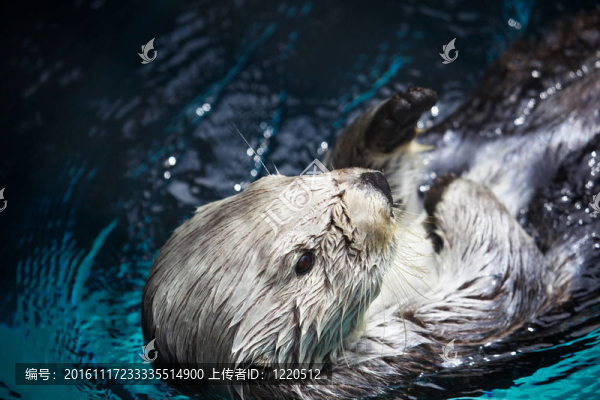 悠閑的海獺