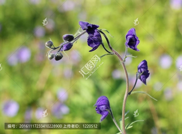 monkshod夏天-匯圖網(wǎng) www.fosd68.com monkshod夏天