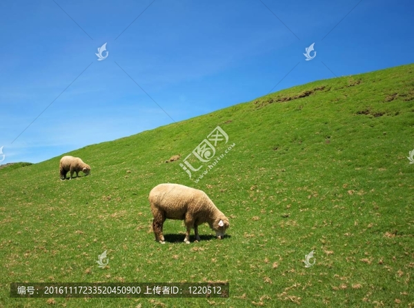 兩只羊在茂盛的草地上吃草