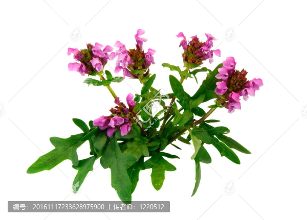 花自愈合；夏枯草