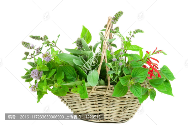 鼠尾草和薄荷籃；不同種屬