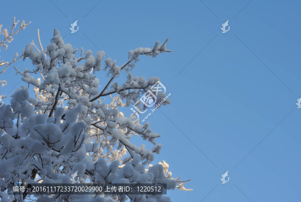 樹枝上的雪和冰