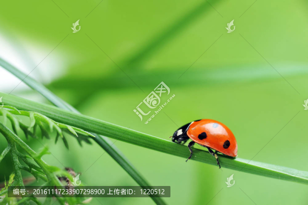 瓢蟲在草