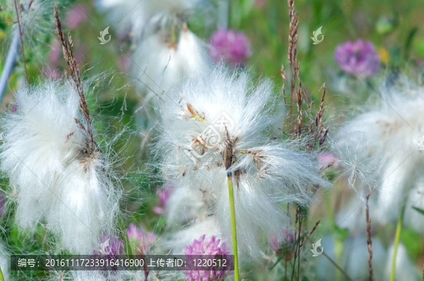 棉花草。