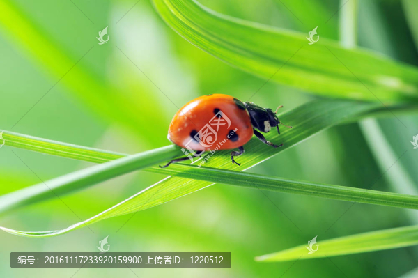 瓢蟲在草