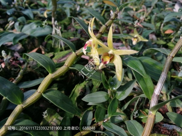 石斛花