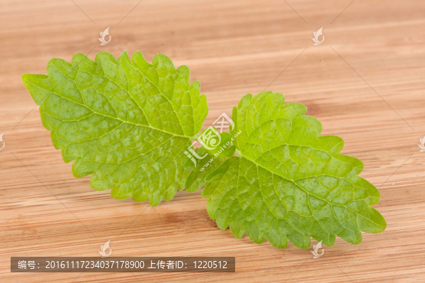 清新的薄荷綠色