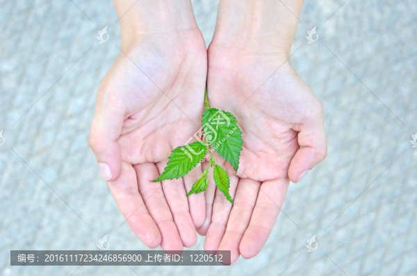 年輕的植物在手反對灰色混凝土背景