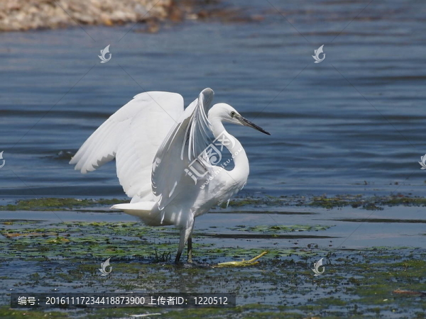 白鷺；Egretta,garzetta