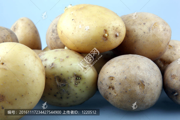 新鮮的土豆