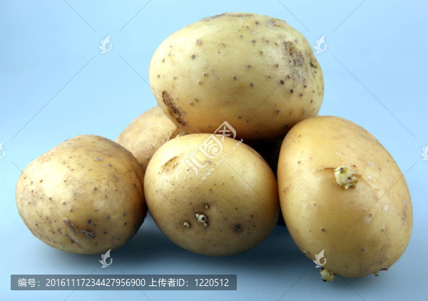 新鮮的土豆