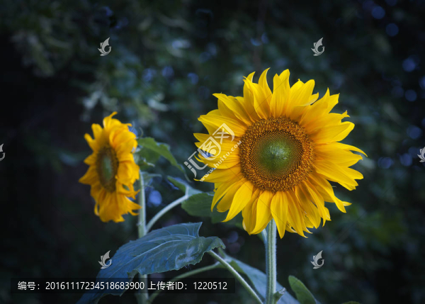 向日葵