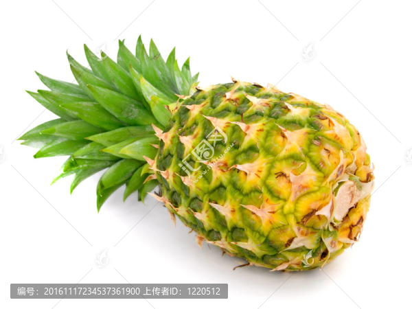 白色成熟的菠蘿