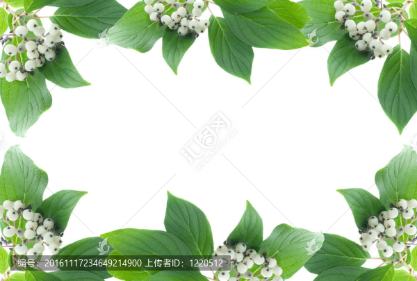 有漿果的綠色植物框架