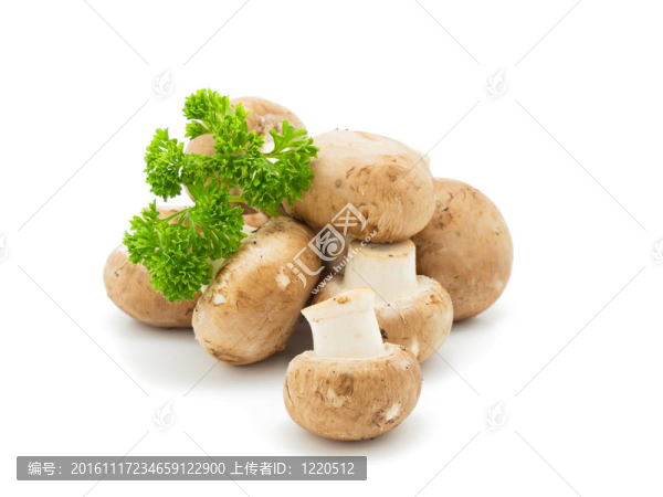 蘑菇