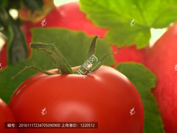 紅番茄