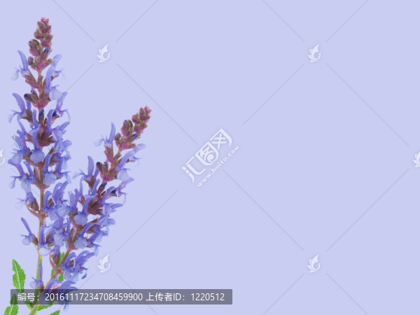 場(chǎng)花