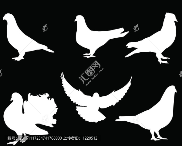 白色的鴿子收集