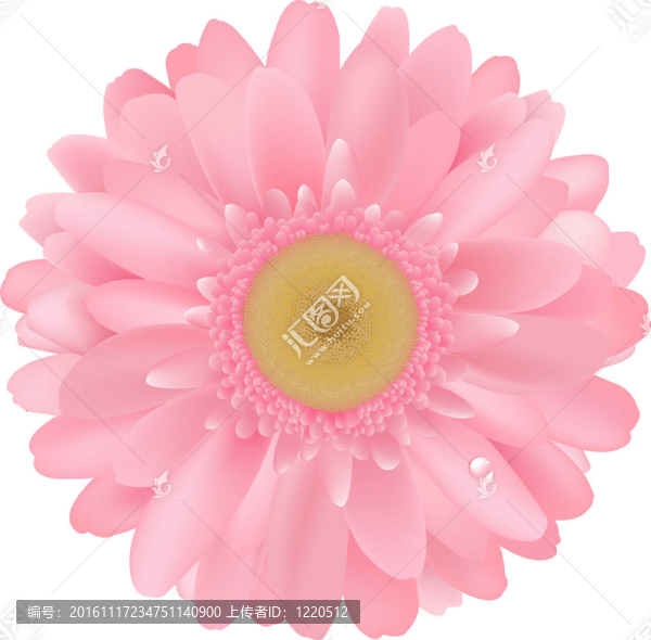 粉色非洲菊