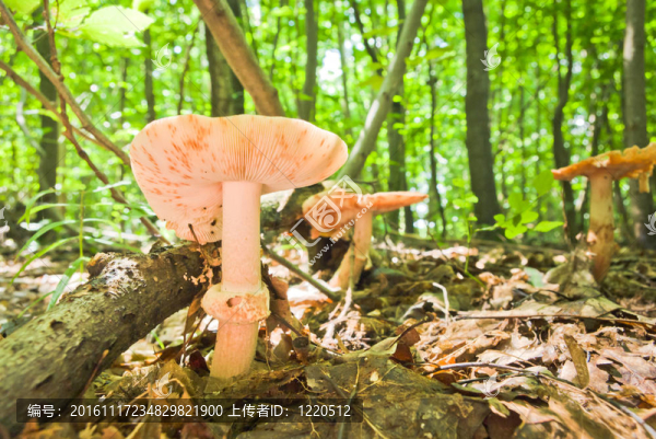 蘑菇