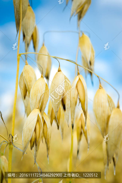 燕麥