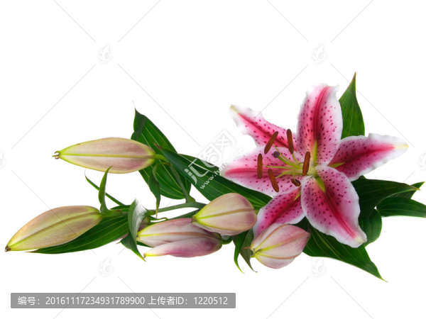 白色背景上分離的百合花