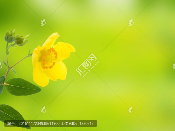 花超抽象模糊背景