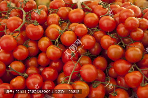 生吃西紅柿