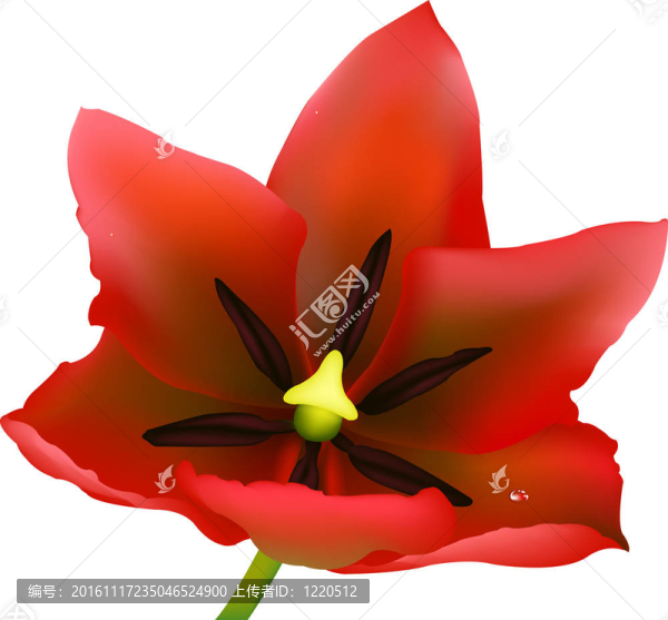 紅色的郁金香