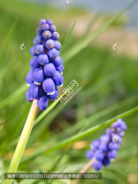 風(fēng)信子（葡萄風(fēng)信子；Muscari,armeniacum）