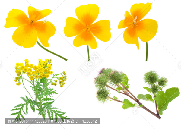 收集白色背景上的花。