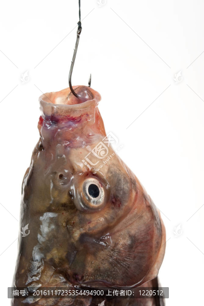 鉤上的魚