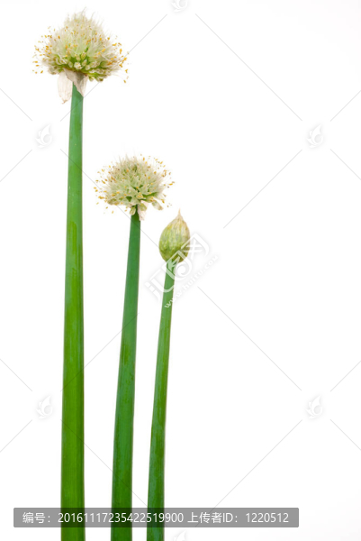 洋蔥洋蔥花
