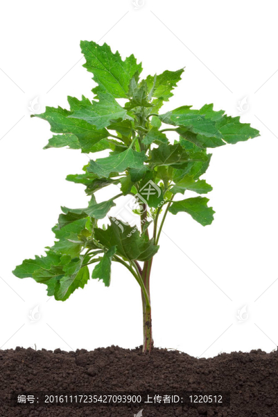 濱藜屬植物
