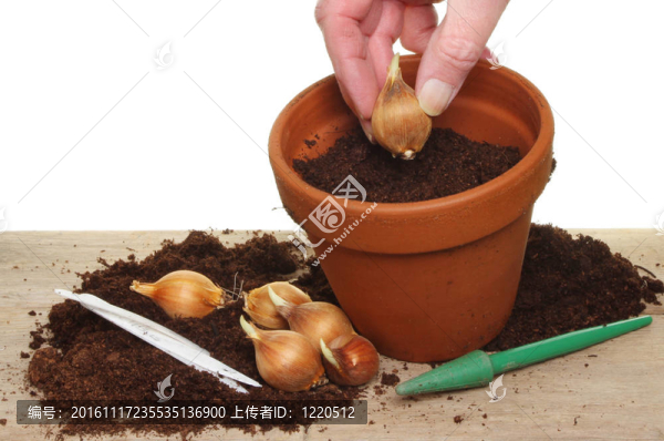 手栽燈