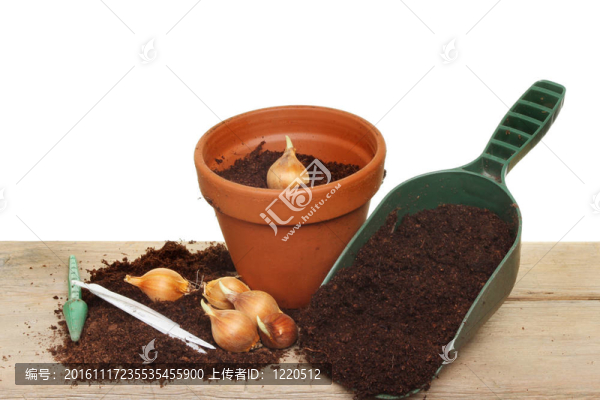 植物燈