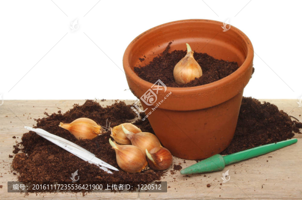 在灌封板凳球