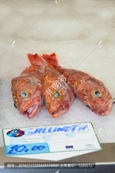 魚